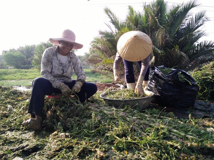 Nghề[-]nhặt[-]rau[-]nhút[-]ở[-]Sài[-]Gòn